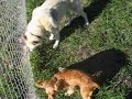 Gunther, Mac and Keiko w/special guest Honey Bear
