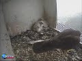 Peregrine falcons nest in the Netherlands