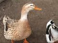 ducks-geese-and-the-muscovies-chesham-pond.html