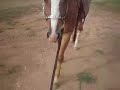 3 yr old filly for sale--$7,500