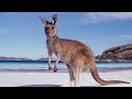 Female Kangaroos (the Song)
