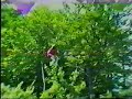 lots of paragliding crashes