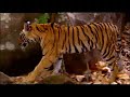 Saving Big Cats