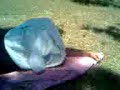 V�deo005