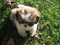 Gizmo the Shih Tzu - ownz me (11 weeks old) Gizmo the Shih Tzu - ownz me (11 weeks old)