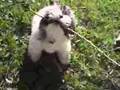 Shih Tzu video