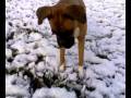 videos de The world of boxer Noah (chapter 25) Dog in the snow....