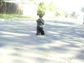 videos de koob tsim