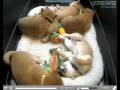 Shiba Inu live puppy cam tribute