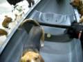 videos de Laila in the canoe