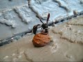 Potter Wasp (Eumenes fraternus)