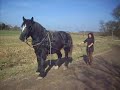 sirop    cheval de trait percheron