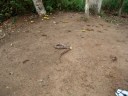 sobrinho se empolga com cobra do tiu