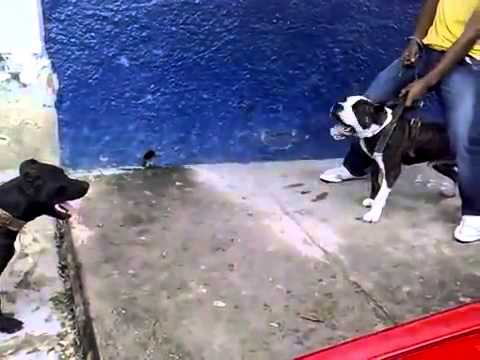 pitbull fights