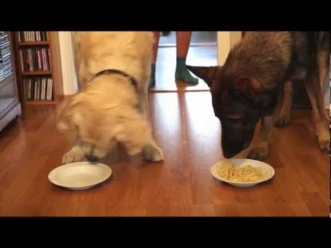 Spaghetti Eating Competition: Golden Retriever vs German Shepherd