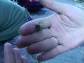 videos de Norm Teaches Dana to Do Apitherapy_0001.wmv