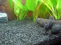 axolotl - the best axolotl - the best