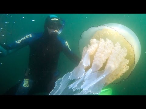 Giant Jellyfish Found By Divers In The UK