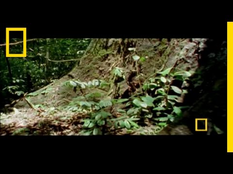 Mysteries of Borneo