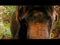 Mysteries of Borneo