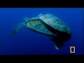 mysteries of borneo