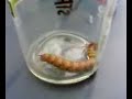 De wesp de rups en de mier De wesp de rups en de mier