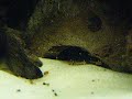 Apistogramma Barlowi with her new fry..