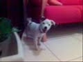 XAVECO - DAMN DOG JACK RUSSELL TERRIER