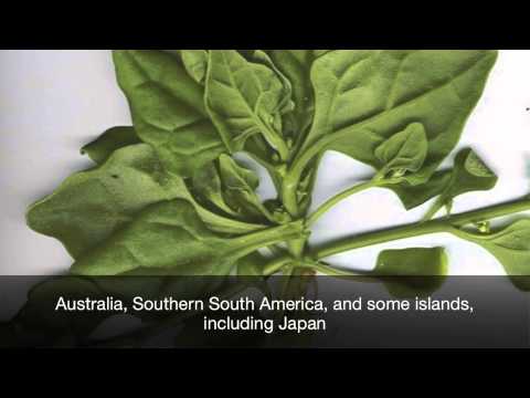 how to harvest new zealand spinach