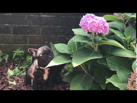 French Bulldog Puppies