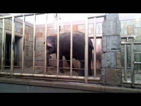 Asiatische Elefanten im Tierpark Berlin - 09.09.201 ...