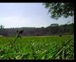 Grass Sampler -- Tiago and Jo&Atilde;&pound;o tricking
