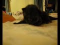 Camera Attacking Cat Camera Attacking Cat