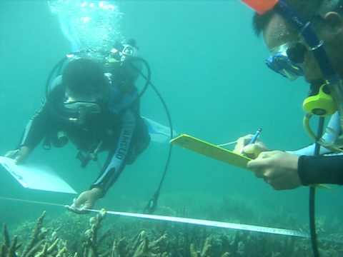 how to belt transect