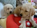 Labrador puppy & Rabbit Labrador puppy & Rabbit