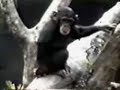 lustige dumme tiere lustige dumme tiere