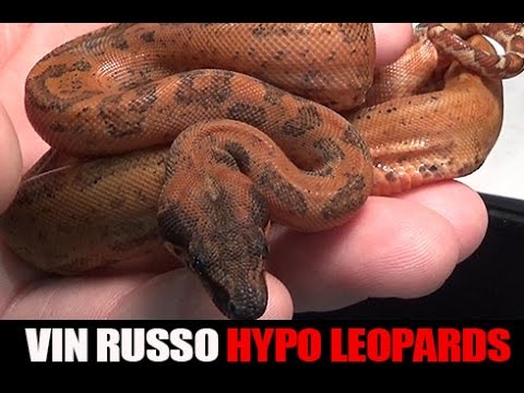 YouTube reptile video