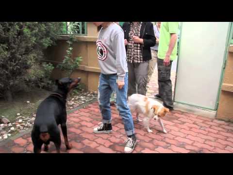 how to properly discipline a dog