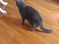 Cachorro provocando gato