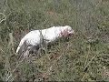 SETTER INGLESE