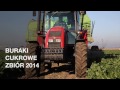 Plony buraka cukrowego 78 ton z hektara.