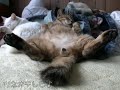 ツネオダンス2007♪ tsuneo