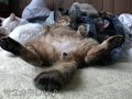 ツネオダンス2007♪ tsuneo
