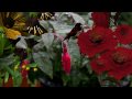 Iclone Humming birds 3D modeling of the most tiny birds of the world