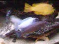 polit males chase polit males chase