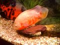 homer and garfeild oscars spawning in 91 gallon
