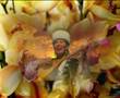 KAZAK TIN SULU KIZDARI