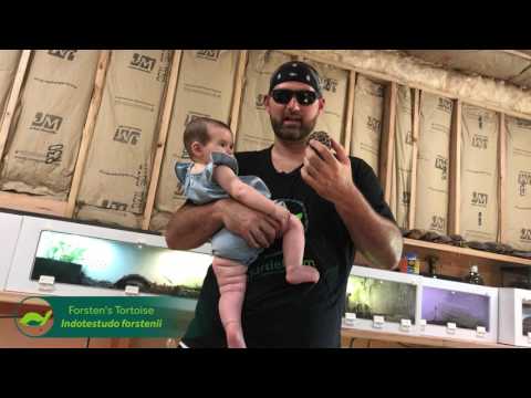 YouTube reptile video