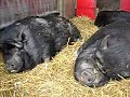 angry pigs