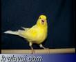 kralavci.com - Kanarya Sesi